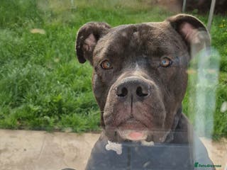 Mixed Breed dogs New home needed - Advert 8