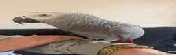 Parrots birds for sale: African grey - Advert 2