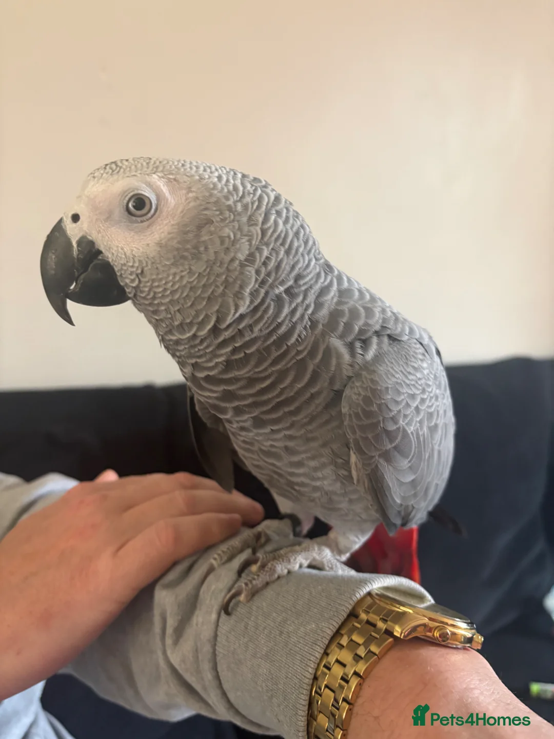Parrots birds for sale: African grey - Advert 2