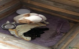 Patterjack dogs for sale: Both mum and dad are family pets - Image 1