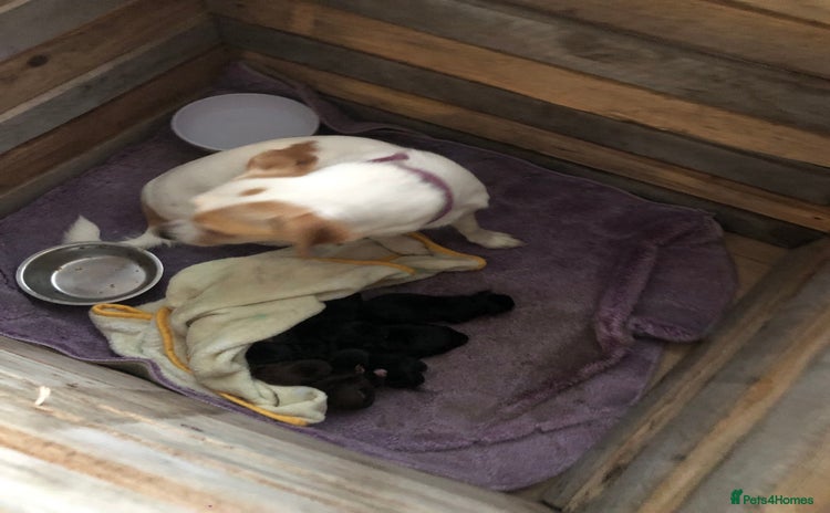 Patterjack dogs - Advert 2