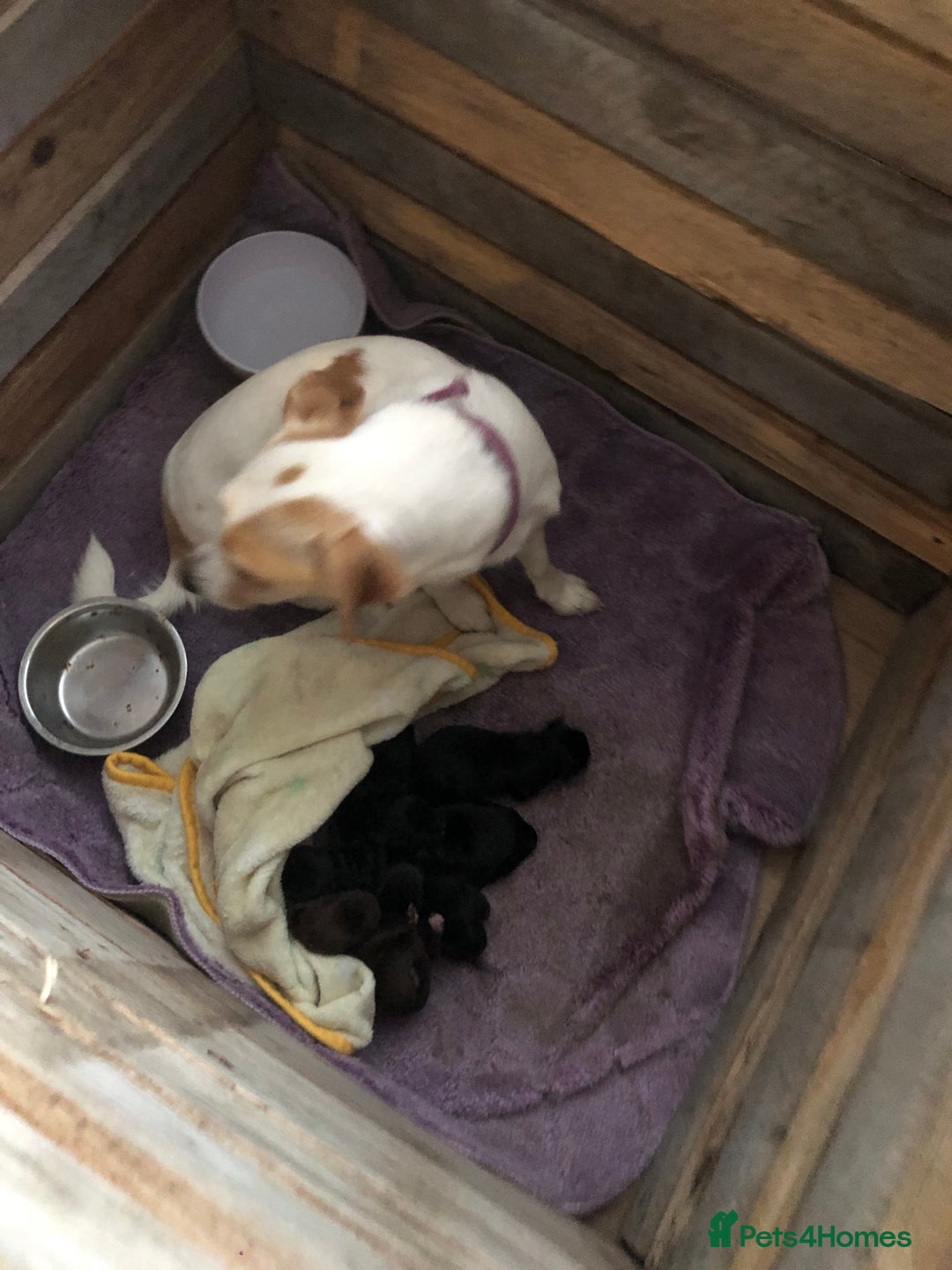 Patterjack dogs for sale: Both mum and dad are family pets - Image 1