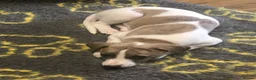 Whippet dogs for sale: Beautiful whippet bitch available  - Advert 6
