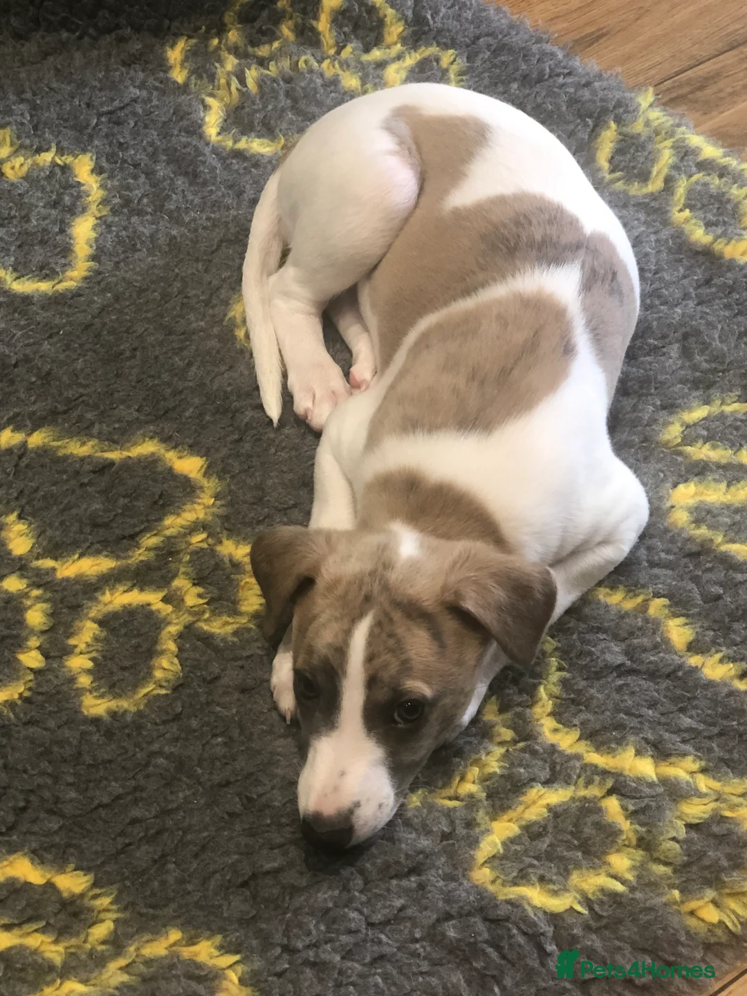 Whippet dogs for sale: Beautiful whippet bitch available  - Advert 6