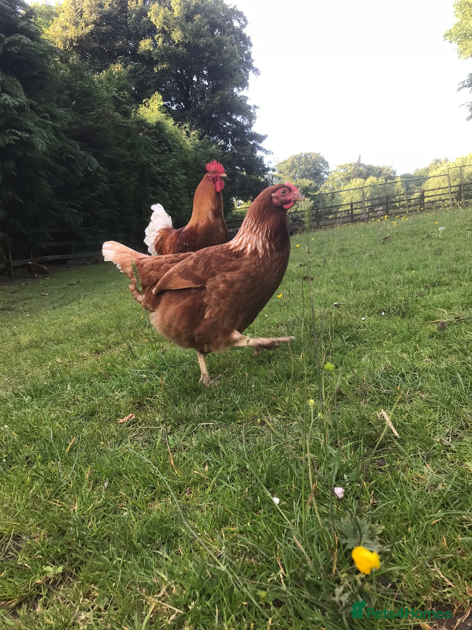 Chickens poultry Laying Hens For Sale - Advert 1