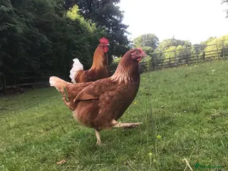 Chickens poultry Laying Hens For Sale - Advert 1