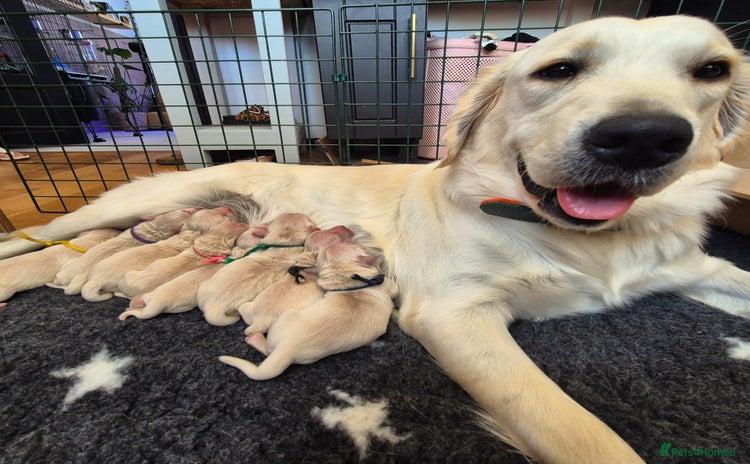 Golden Retriever dogs - Advert 1
