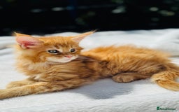 Maine Coon cats for sale: Pure breed main coon boys looking for loving home - Image 6
