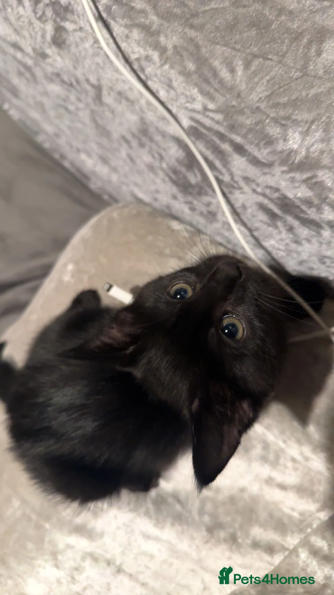 Domestic Shorthair cats for sale: 2 Gorgeous, Semi-Long haired, 11 week old Siblings - Advert 2