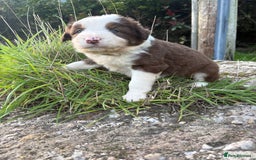 Bearded Collie dogs for sale: 🚨3/4 BEAUTIFUL BEARDIE PUPPIES 🚨 - Image 4