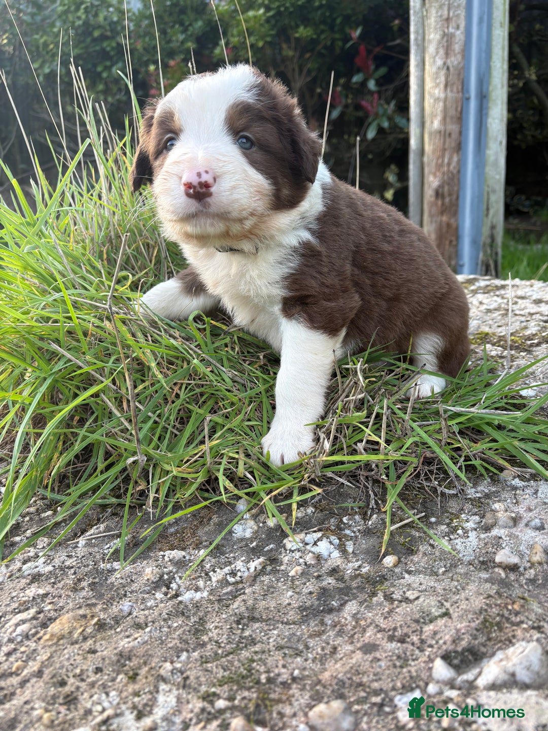 Bearded Collie dogs for sale: 🚨3/4 BEAUTIFUL BEARDIE PUPPIES 🚨 - Image 4