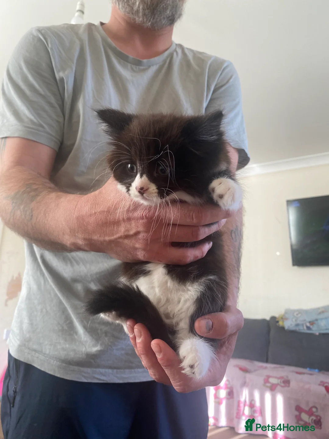 British Shorthair cats for sale: Three kittens  in Eastleigh - Advert 2