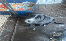Mixed Breed dogs for sale: Aussie shepherd/staffy - Image 15