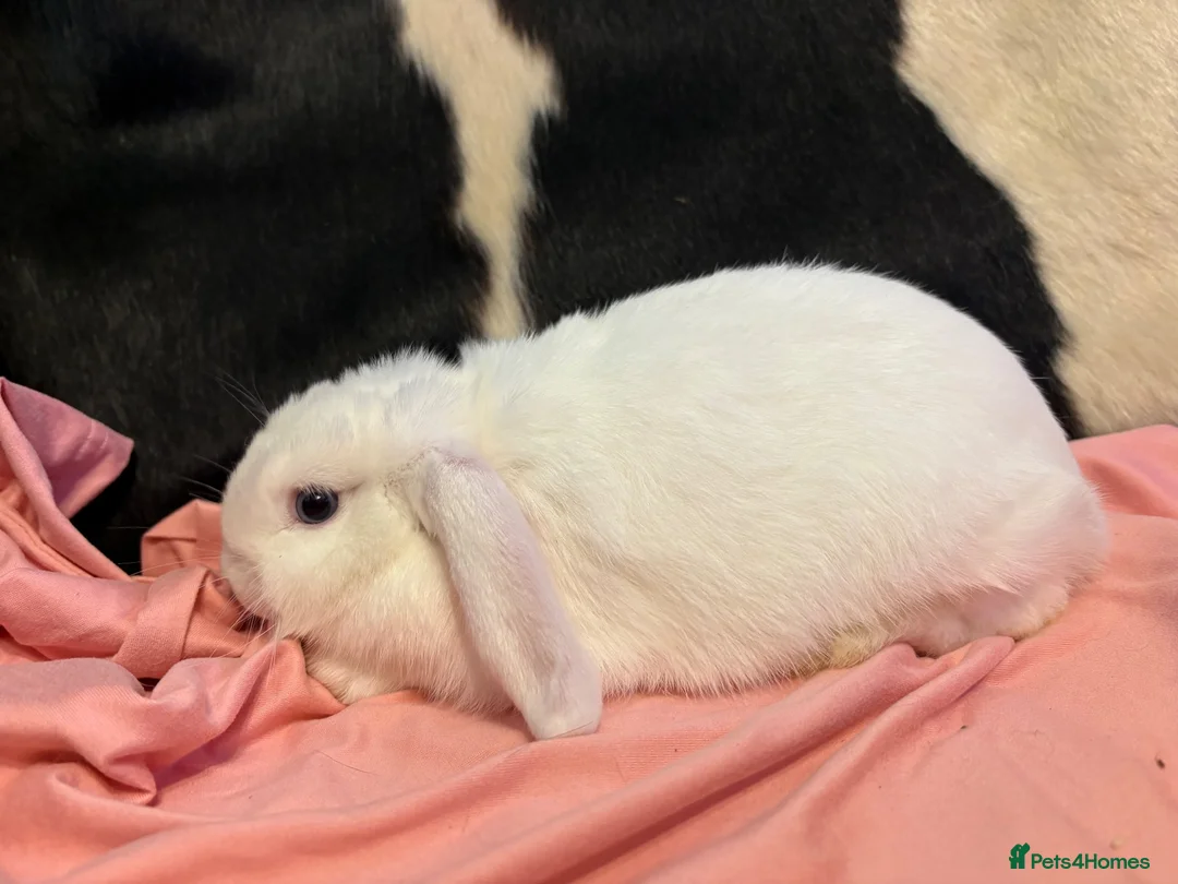 Mini Lop rabbits for sale: White mini lop BOY🩵  - Advert 3