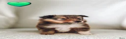 Shetland Sheepdog dogs for sale: STUNNING SHELTIE PUPPIES **KC REG** - Advert 8