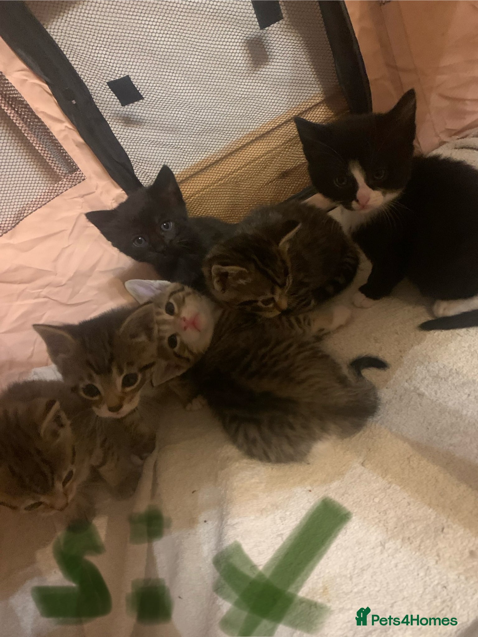 British Shorthair cats Kittens for sale  - Advert 2