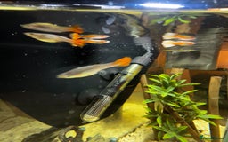 Other/Mixed Breed fish for sale: Guppies with 25L tank  - Image 2