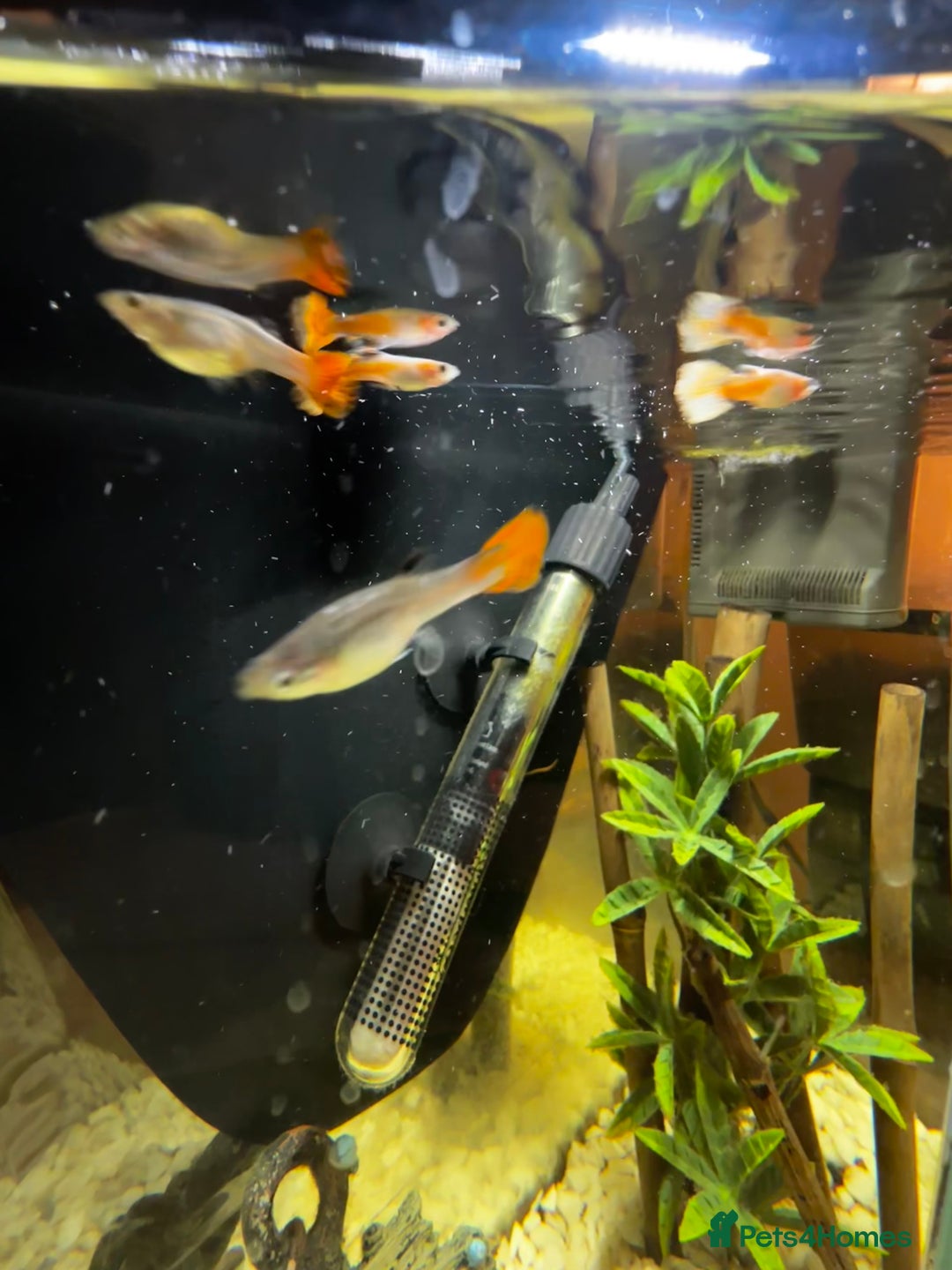 Other/Mixed Breed fish for sale: Guppies with 25L tank  - Image 2