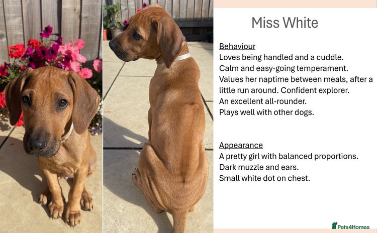 Rhodesian Ridgeback dogs in Scunthorpe - Advert 2