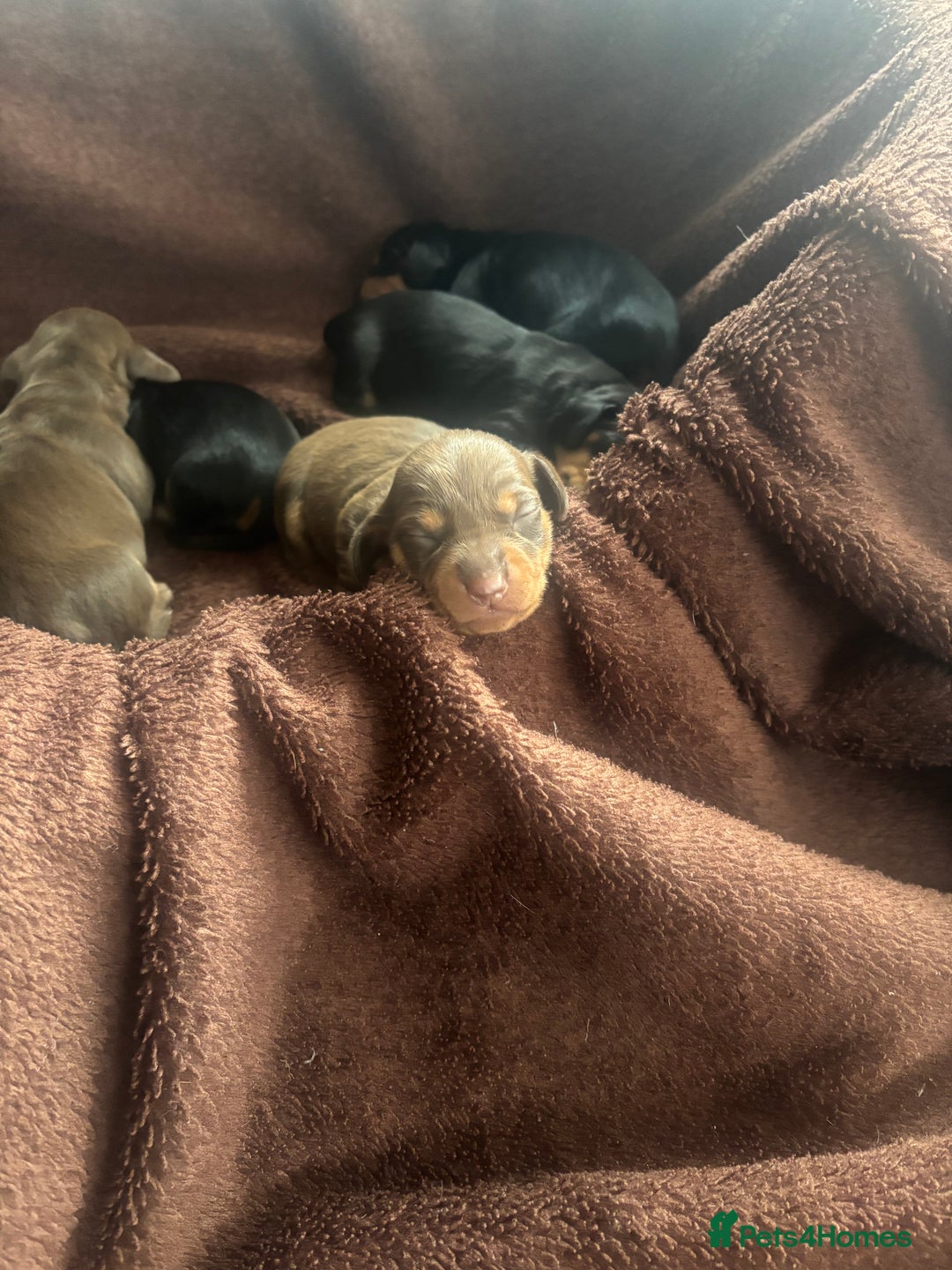 Dachshund dogs for sale: Dachshund Puppies for sale  - Image 16