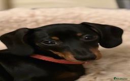Miniature Dachshund dogs for sale: Adorable Mini Dachshunds  - Image 2