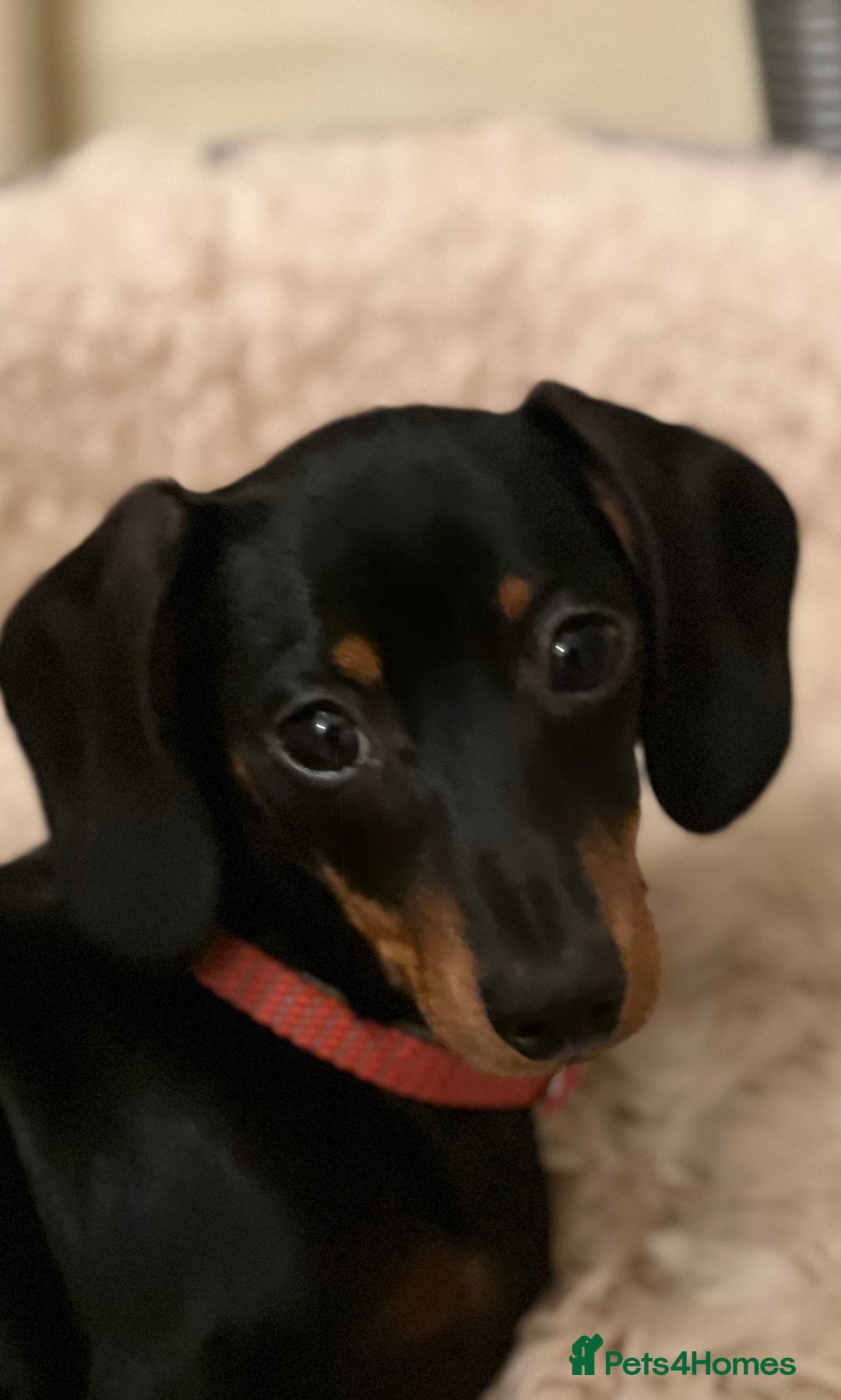 Miniature Dachshund dogs for sale: Adorable Mini Dachshunds  - Image 2