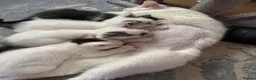 Mixed Breed cats for sale: Kittens in Nottingham - Advert 2