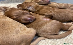 Cockapoo dogs for sale: F1 Purebed Red cockapoo 5 ⭐️ genetics & health - Image 11