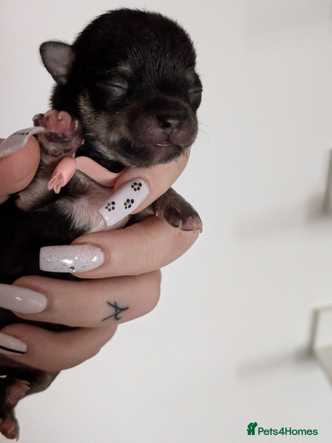 Chihuahua dogs for sale: Litter of Chihuahua pups - Image 1