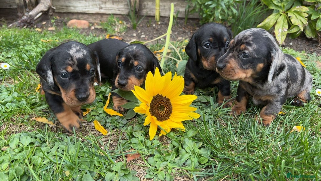 Miniature Dachshund dogs for sale: Beautiful Litter of Miniature Dachsunds - Image 1