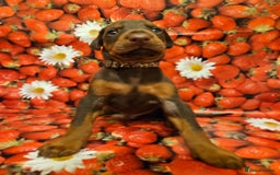 Dobermann dogs for sale: Elite Class World Champion Pedigree Pups KC'D - Image 7