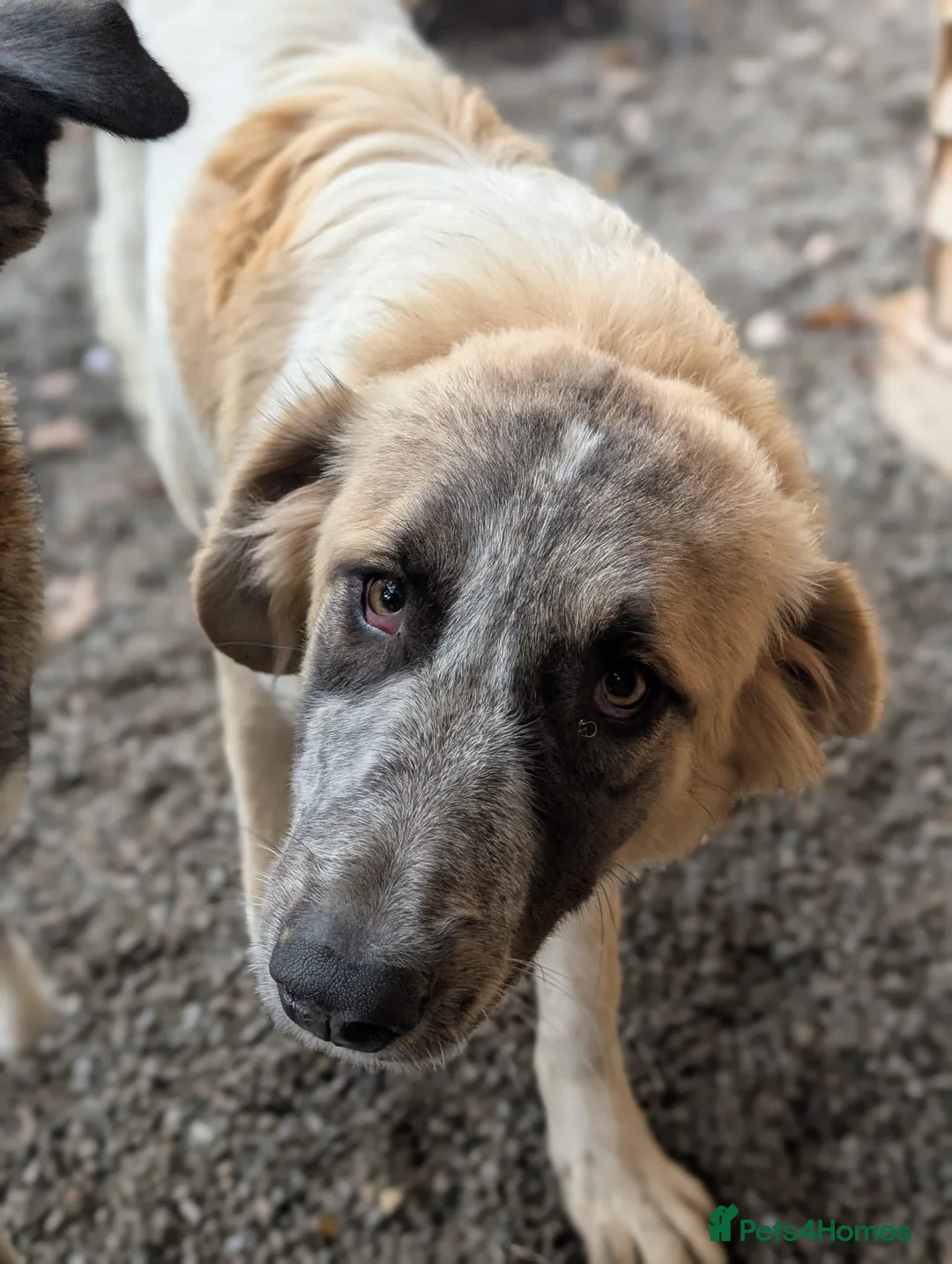 Mixed Breed dogs for adoption: Islay - In Ayr looking for a home  - Advert 3