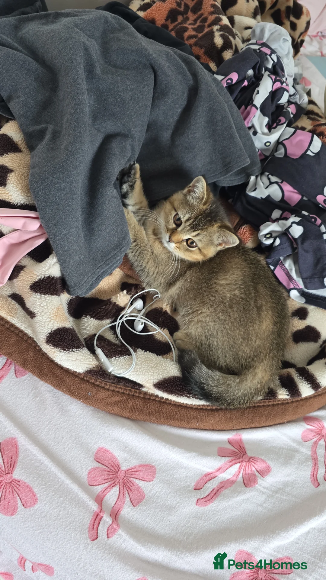 Mixed Breed cats for sale: Scottish fold in London - Advert 2
