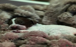 Cockapoo dogs for sale: ✨ Beautiful F2 Multi-Gen Cockapoo Puppies 4 Left - Image 16