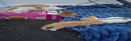 Mixed Breed cats for sale: Kittens 4 sale - Advert 11