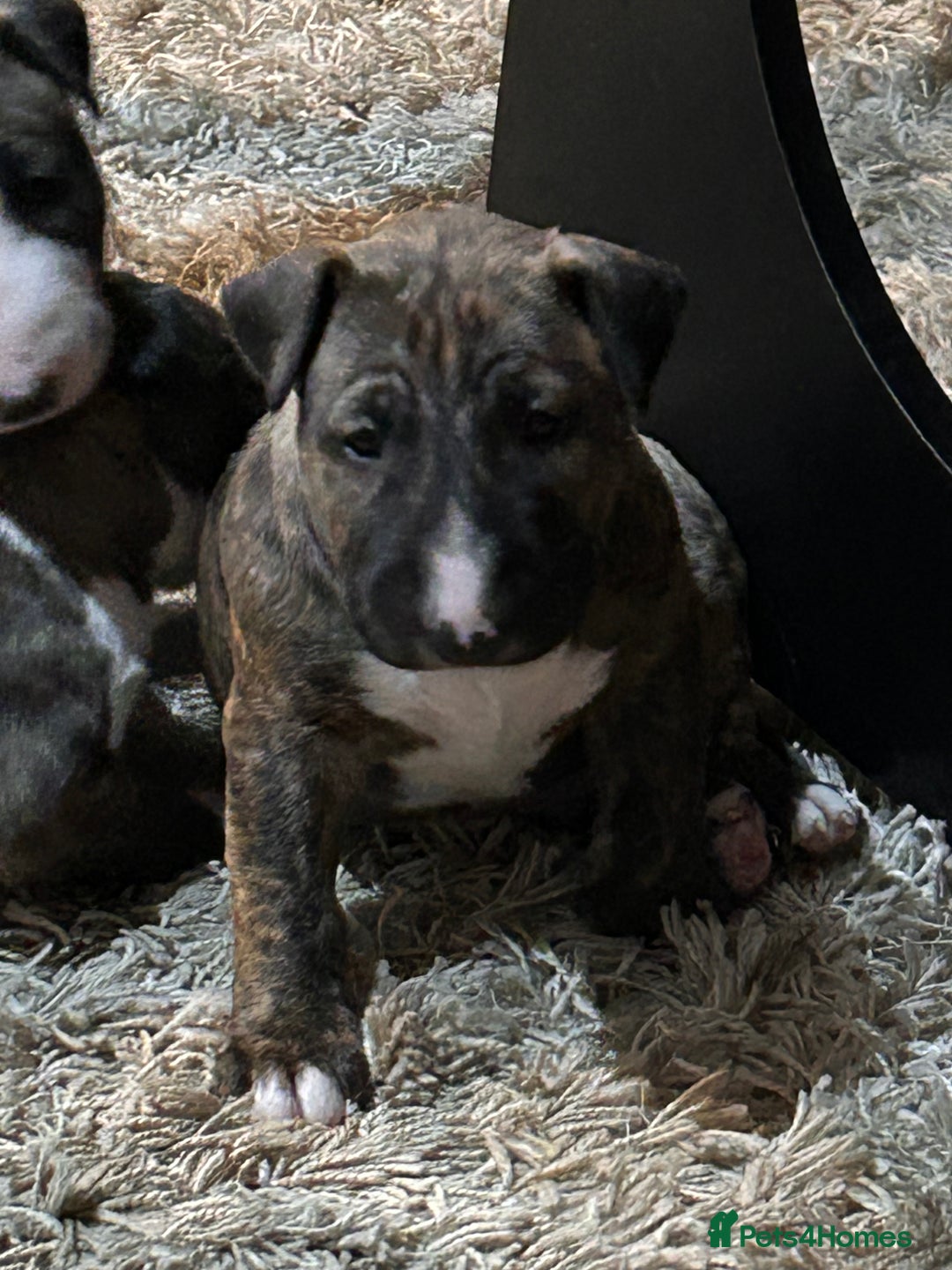 Bull Terrier dogs for sale: Lovely big boned bull terrier  - Advert 3