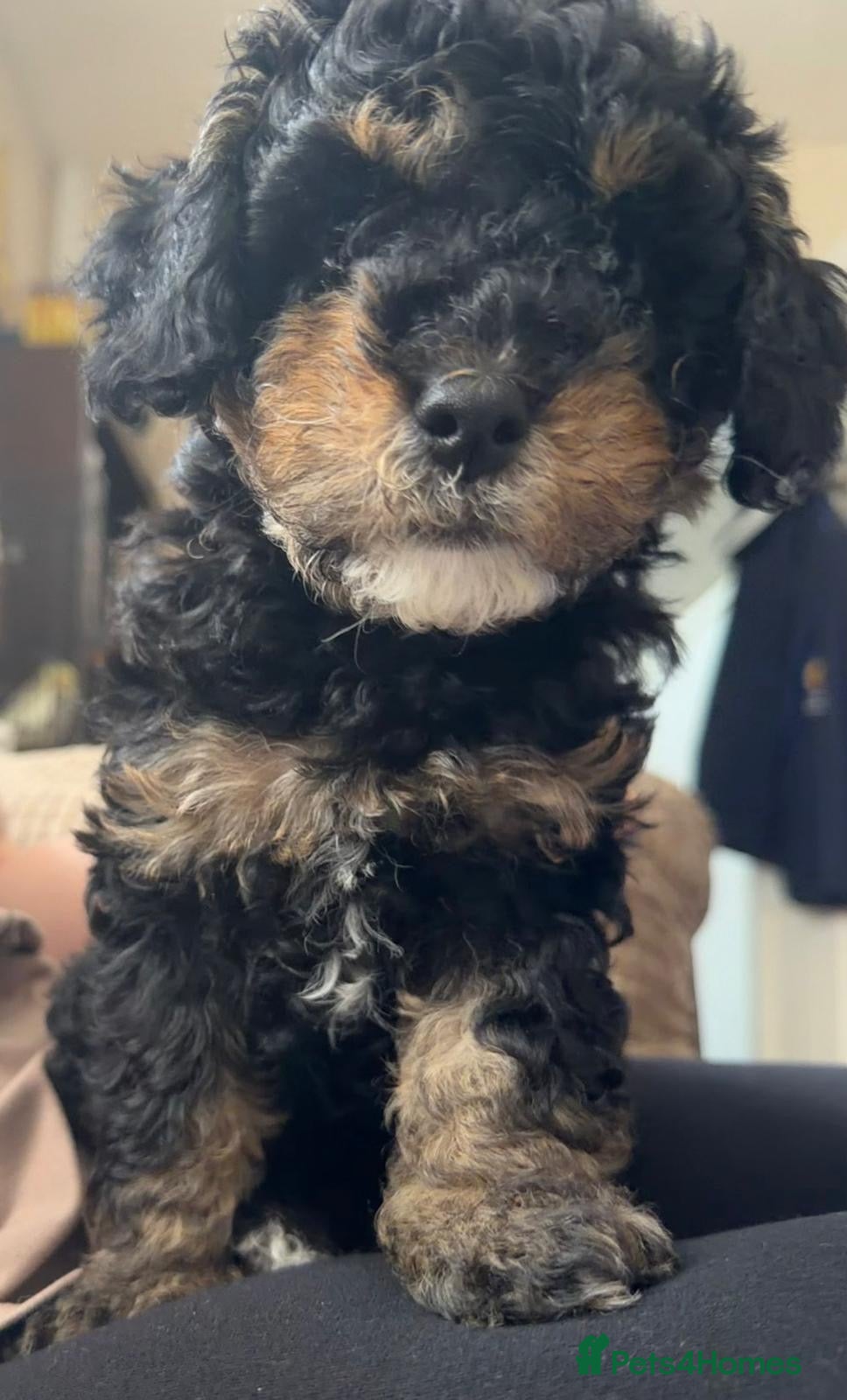 Cavapoochon dogs Beautiful Rare Phantom Toy Cavapoochon Puppies - Advert 5