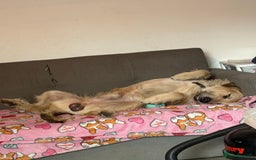 Mixed Breed dogs for sale: German Shepherd cross puppies - Image 18