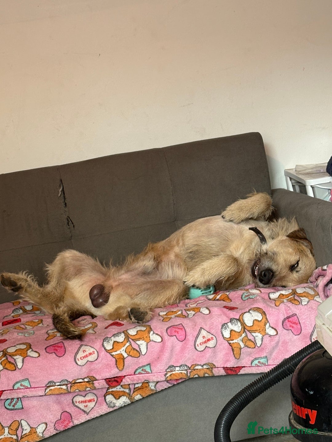 Mixed Breed dogs for sale: German Shepherd cross puppies - Image 18