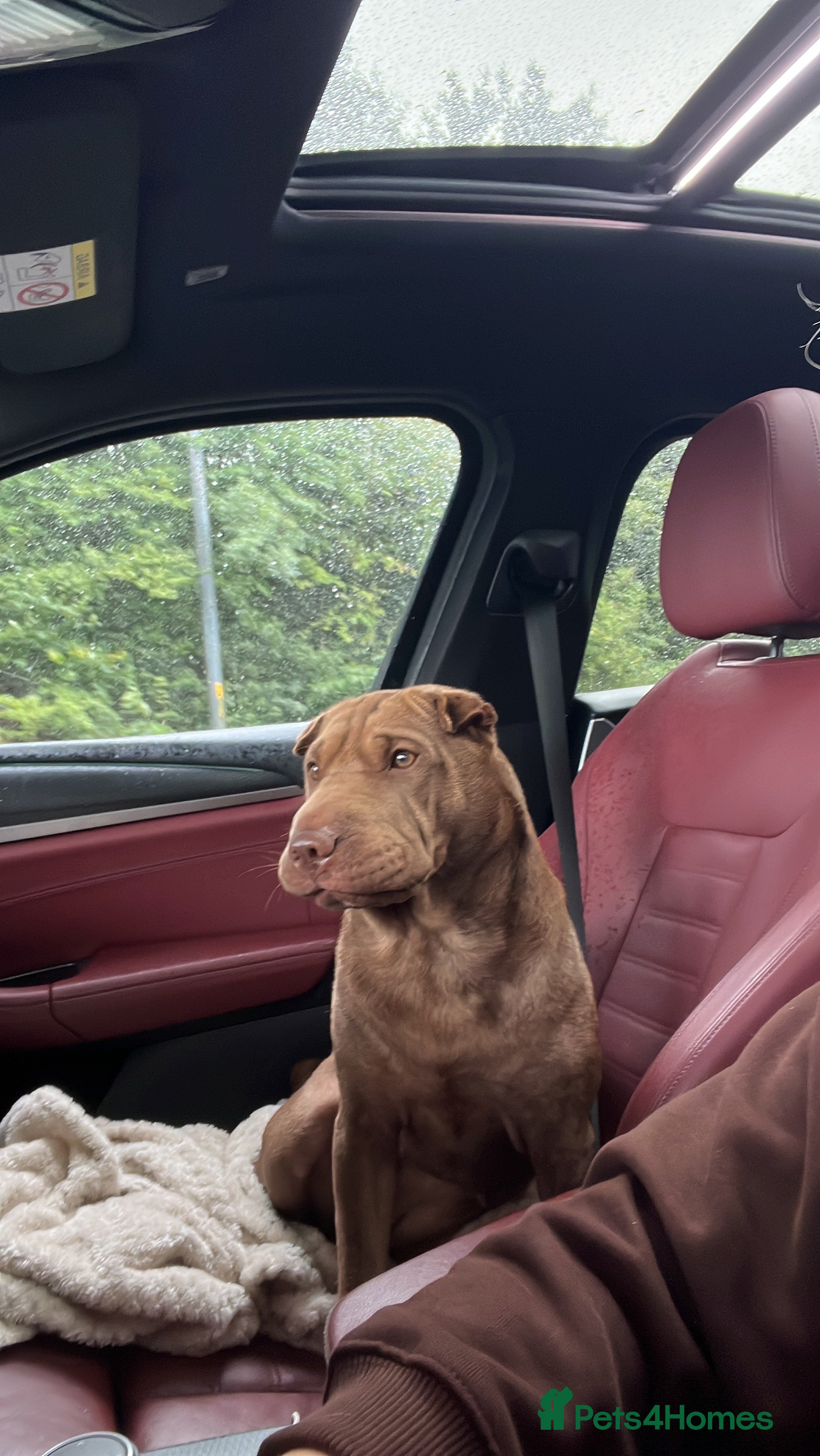 Shar Pei dogs Sharpei for sale  in Manchester - Advert 1