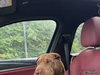 Shar Pei dogs Sharpei for sale in Manchester - Advert 2