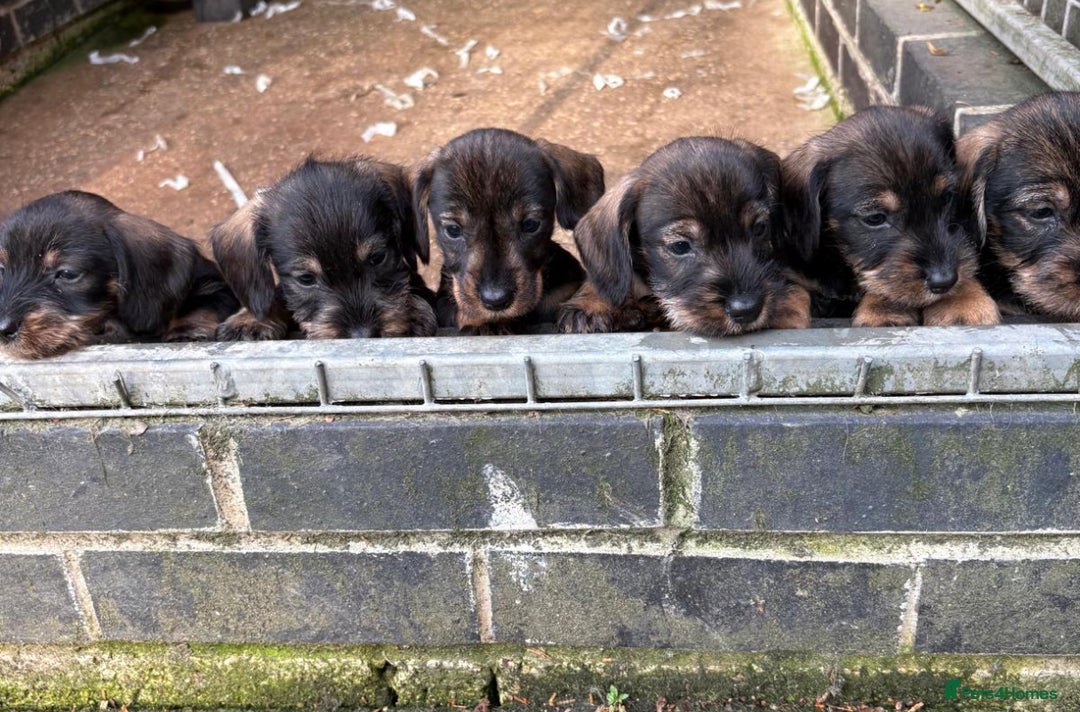 Dachshund dogs for sale: Wirehair dachshund (teckel)  - Image 3