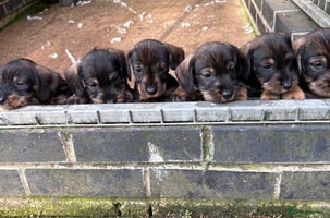 Dachshund dogs - Advert 2