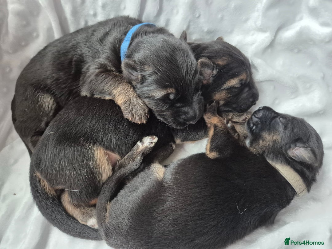 German Shepherd dogs for sale: German Shepherd  - Image 7