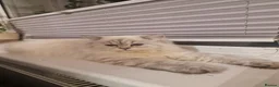 British Longhair cats for sale: Beautiful British kittens  - Advert 7