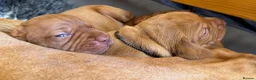 Hungarian Vizsla dogs for sale: Litter of stunning Vizslas - Advert 12