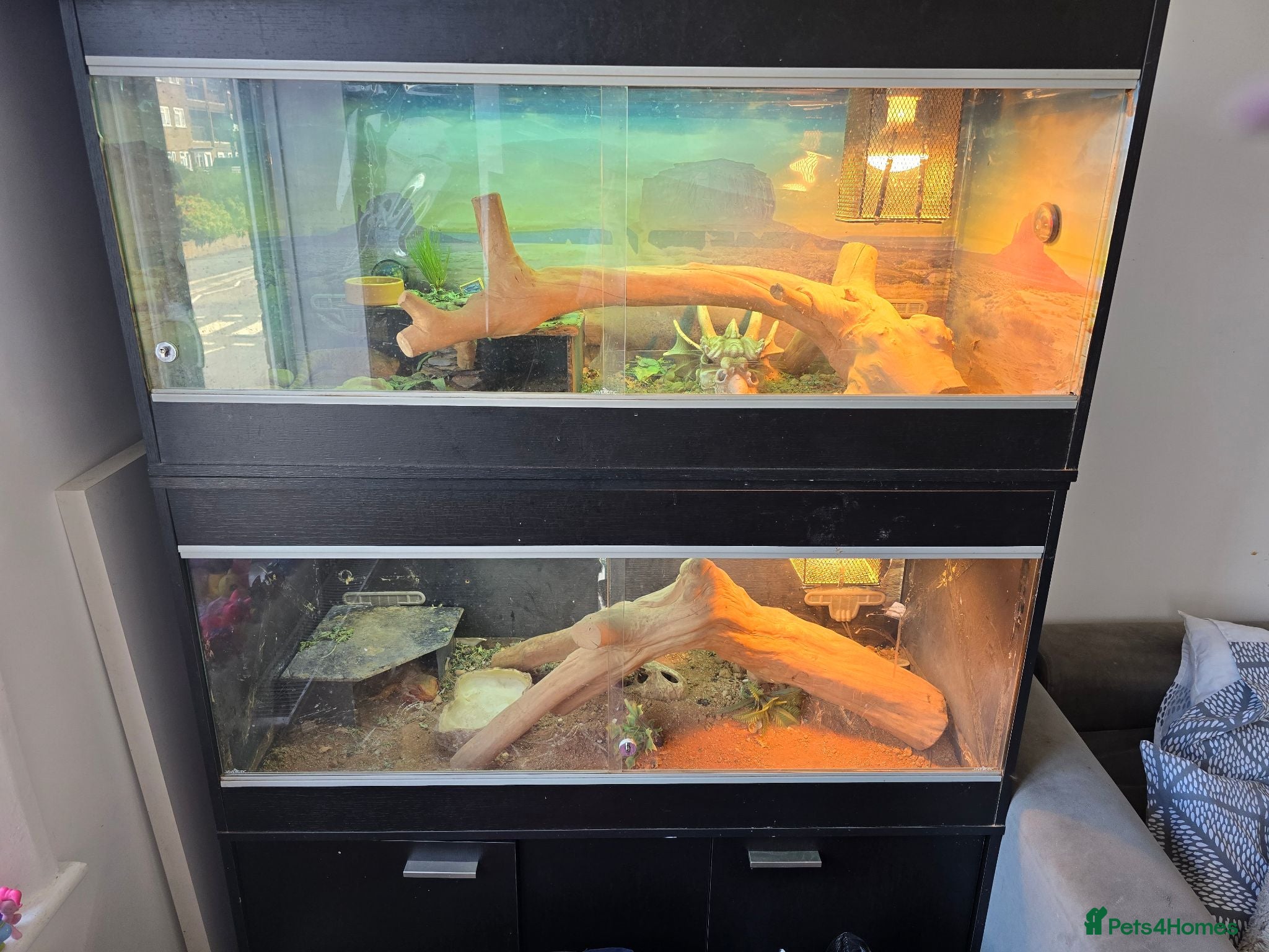 Bearded Dragon reptiles Two Bearded dragons - Advert 1