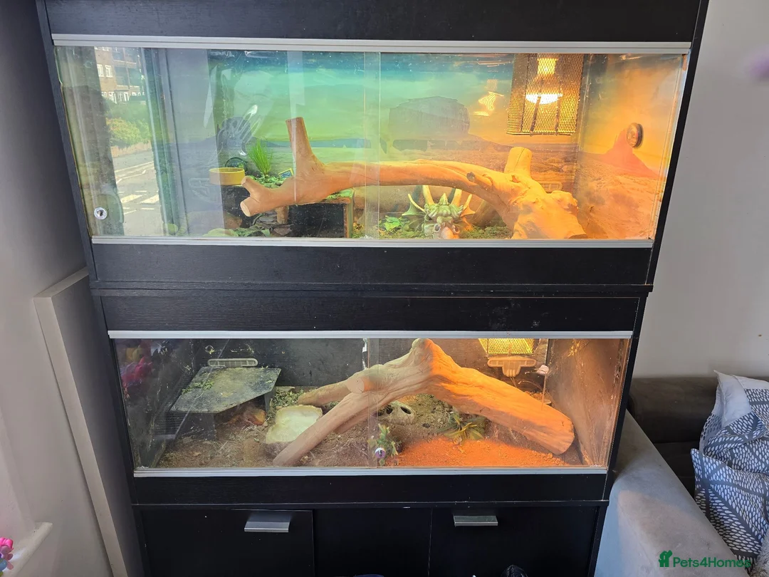 Bearded Dragon reptiles for sale: Two Bearded dragons in Hove - Advert 1