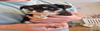 Chihuahua 1