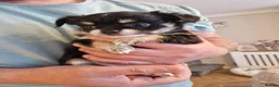 Chihuahua dogs for sale: Long Haired Chihuaua puppies in Wigan - Advert 7